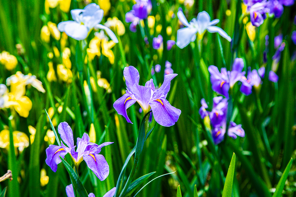 【新北石門】石門嵩山百年梯田鳶尾花開|漫步紫色鳶尾花海,走進梵谷印象派夢幻畫中 @史努比遊樂園 @史努比遊樂園