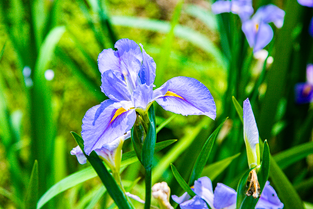 【新北石門】石門嵩山百年梯田鳶尾花開|漫步紫色鳶尾花海,走進梵谷印象派夢幻畫中 @史努比遊樂園 @史努比遊樂園
