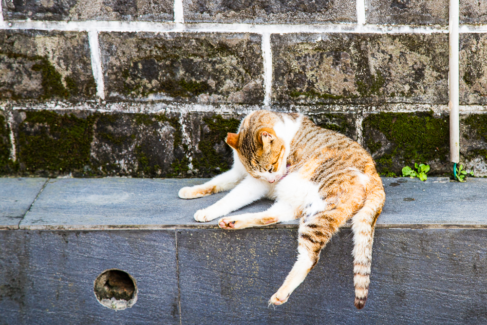 【新北石門】石門嵩山百年梯田鳶尾花開|漫步紫色鳶尾花海,走進梵谷印象派夢幻畫中 @史努比遊樂園 @史努比遊樂園