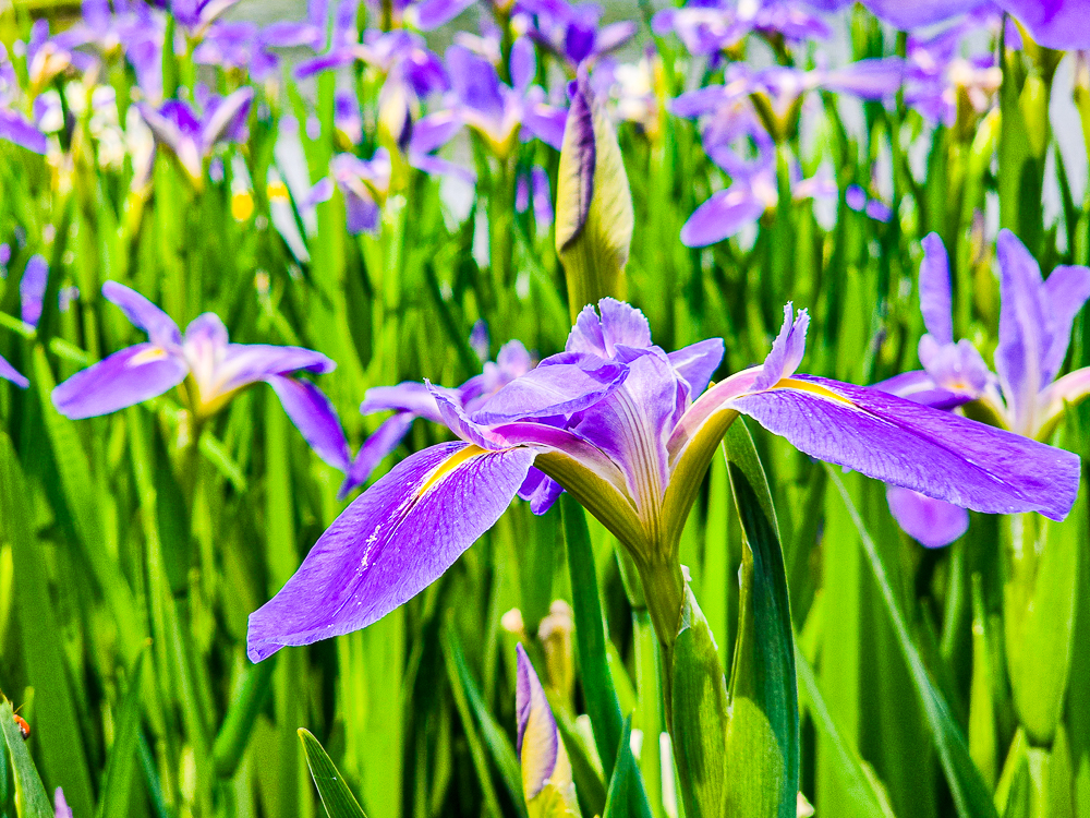 【新北石門】石門嵩山百年梯田鳶尾花開|漫步紫色鳶尾花海,走進梵谷印象派夢幻畫中 @史努比遊樂園 @史努比遊樂園