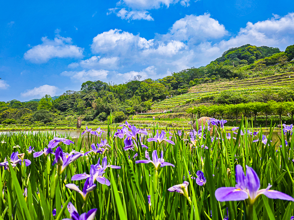 【新北石門】石門嵩山百年梯田鳶尾花開|漫步紫色鳶尾花海,走進梵谷印象派夢幻畫中 @史努比遊樂園 @史努比遊樂園