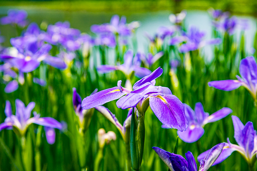 【新北石門】石門嵩山百年梯田鳶尾花開|漫步紫色鳶尾花海,走進梵谷印象派夢幻畫中 @史努比遊樂園 @史努比遊樂園