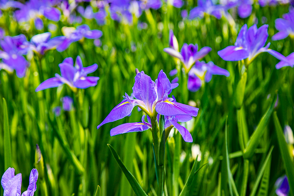 【新北石門】石門嵩山百年梯田鳶尾花開|漫步紫色鳶尾花海,走進梵谷印象派夢幻畫中 @史努比遊樂園 @史努比遊樂園