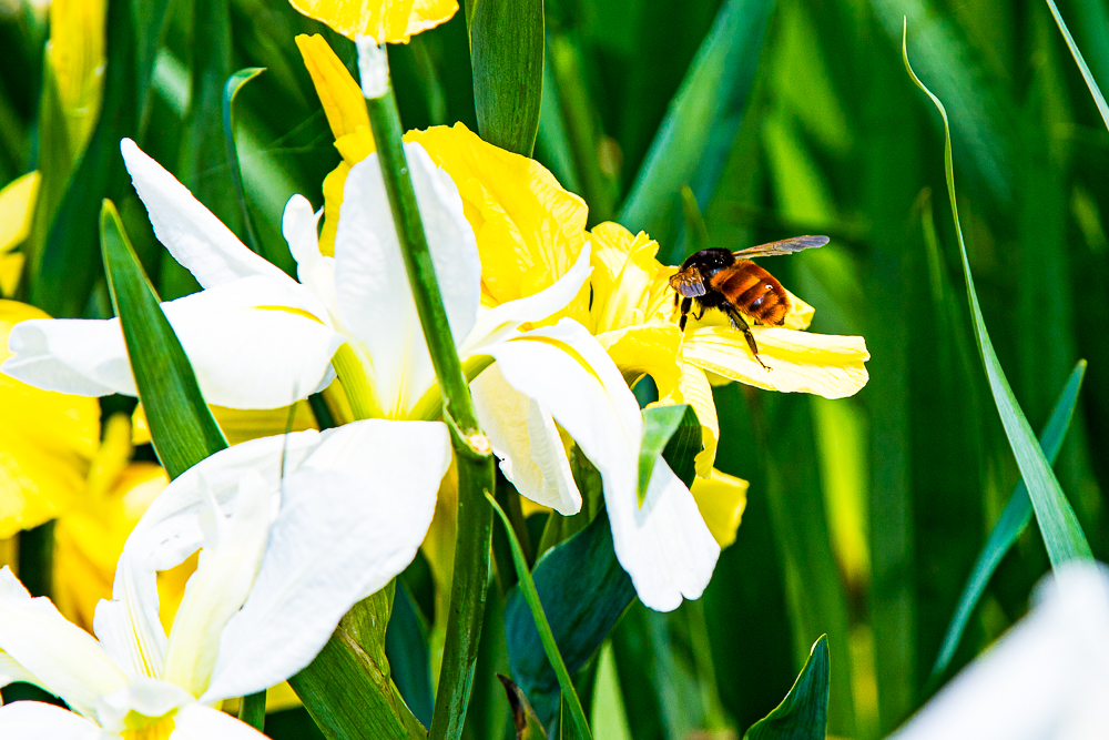 【新北石門】石門嵩山百年梯田鳶尾花開|漫步紫色鳶尾花海,走進梵谷印象派夢幻畫中 @史努比遊樂園 @史努比遊樂園