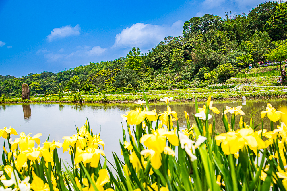 【新北石門】石門嵩山百年梯田鳶尾花開|漫步紫色鳶尾花海,走進梵谷印象派夢幻畫中 @史努比遊樂園 @史努比遊樂園