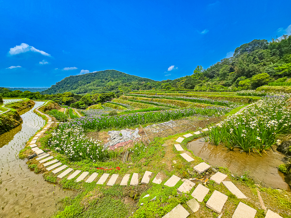 【新北石門】石門嵩山百年梯田鳶尾花開|漫步紫色鳶尾花海,走進梵谷印象派夢幻畫中 @史努比遊樂園 @史努比遊樂園