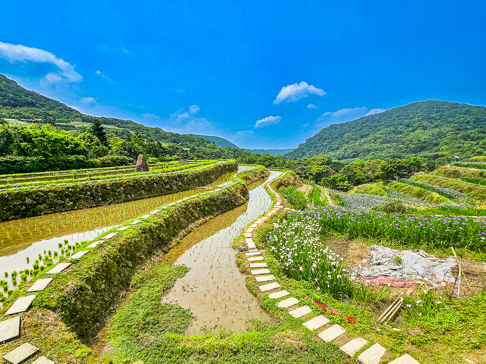 【新北石門】石門嵩山百年梯田鳶尾花開|漫步紫色鳶尾花海,走進梵谷印象派夢幻畫中 @史努比遊樂園 @史努比遊樂園