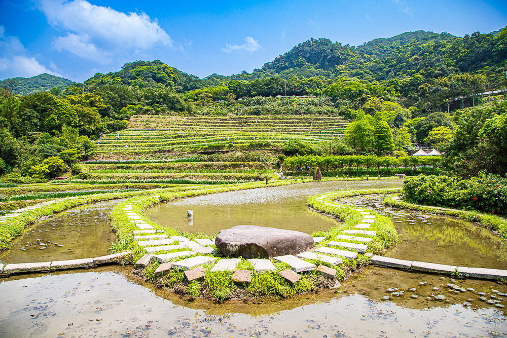 【新北石門】石門嵩山百年梯田鳶尾花開|漫步紫色鳶尾花海,走進梵谷印象派夢幻畫中 @史努比遊樂園 @史努比遊樂園