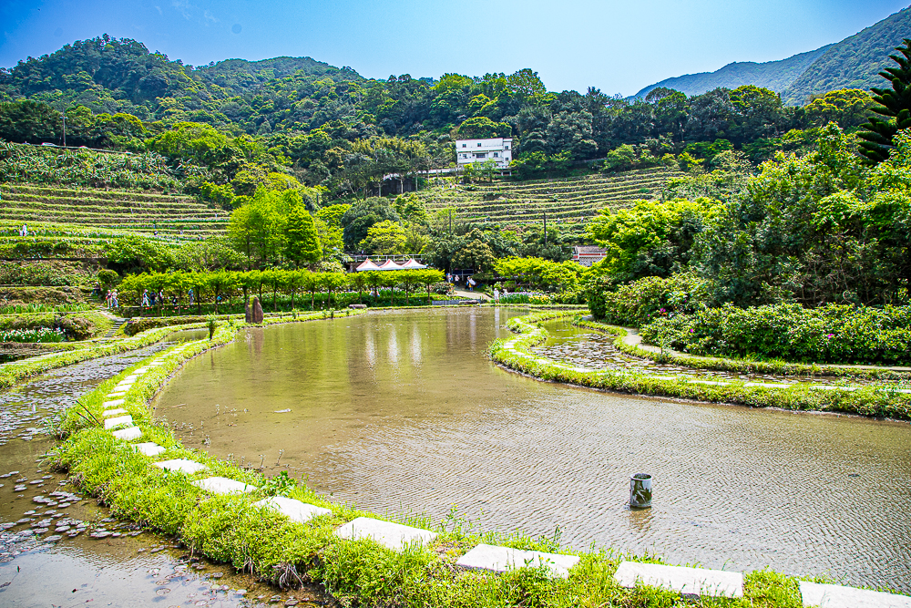【新北石門】石門嵩山百年梯田鳶尾花開|漫步紫色鳶尾花海,走進梵谷印象派夢幻畫中 @史努比遊樂園 @史努比遊樂園
