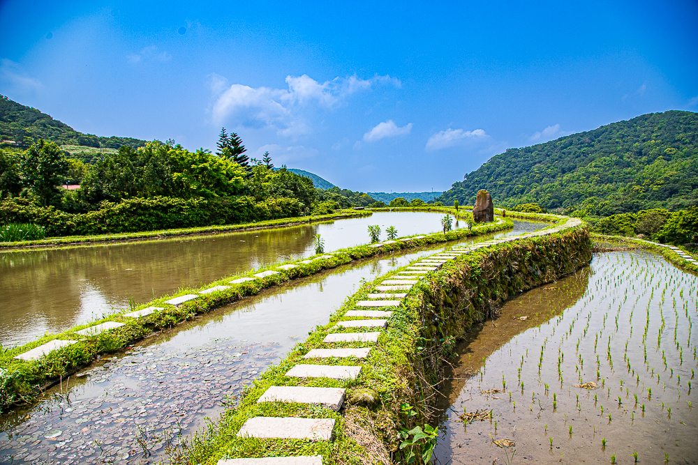 【新北石門】石門嵩山百年梯田鳶尾花開|漫步紫色鳶尾花海,走進梵谷印象派夢幻畫中 @史努比遊樂園 @史努比遊樂園