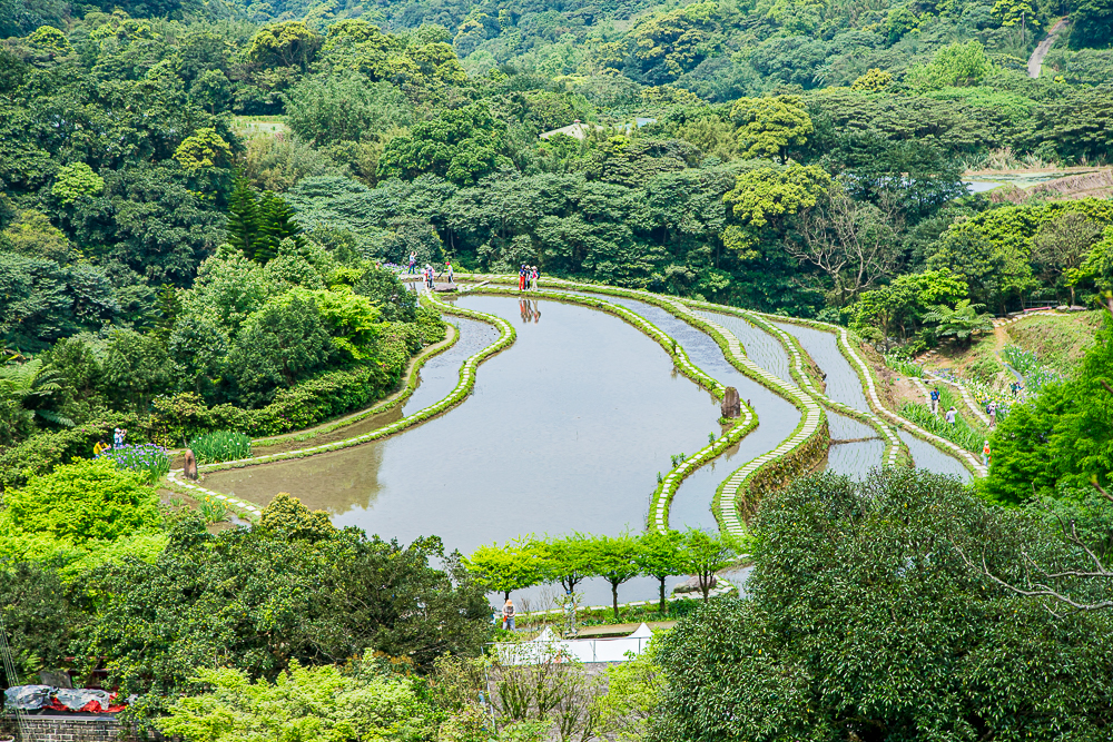 【新北石門】石門嵩山百年梯田鳶尾花開|漫步紫色鳶尾花海,走進梵谷印象派夢幻畫中 @史努比遊樂園 @史努比遊樂園