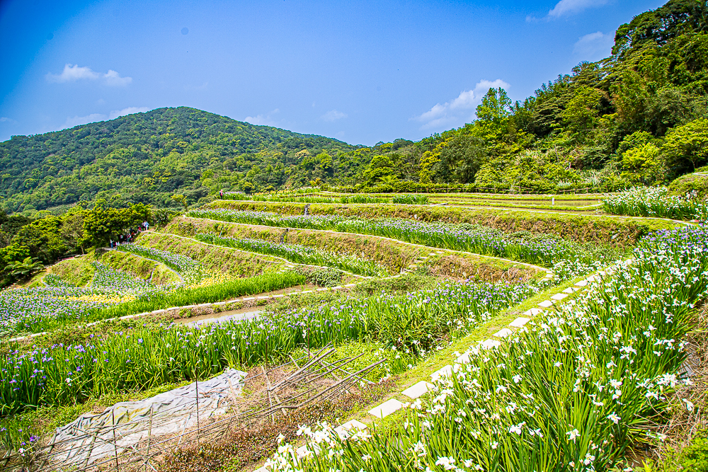 【新北石門】石門嵩山百年梯田鳶尾花開|漫步紫色鳶尾花海,走進梵谷印象派夢幻畫中 @史努比遊樂園 @史努比遊樂園