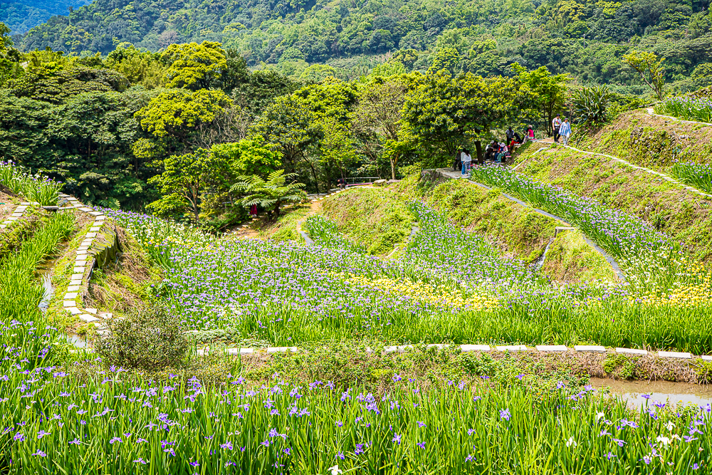 【新北石門】石門嵩山百年梯田鳶尾花開|漫步紫色鳶尾花海,走進梵谷印象派夢幻畫中 @史努比遊樂園 @史努比遊樂園