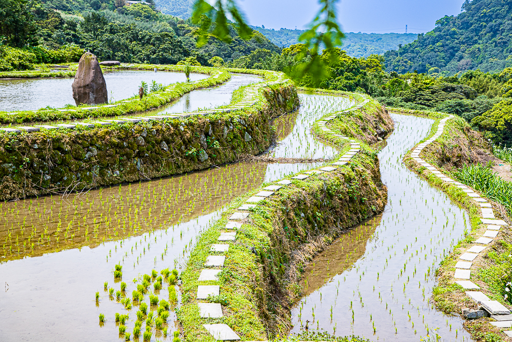 【新北石門】石門嵩山百年梯田鳶尾花開|漫步紫色鳶尾花海,走進梵谷印象派夢幻畫中 @史努比遊樂園 @史努比遊樂園