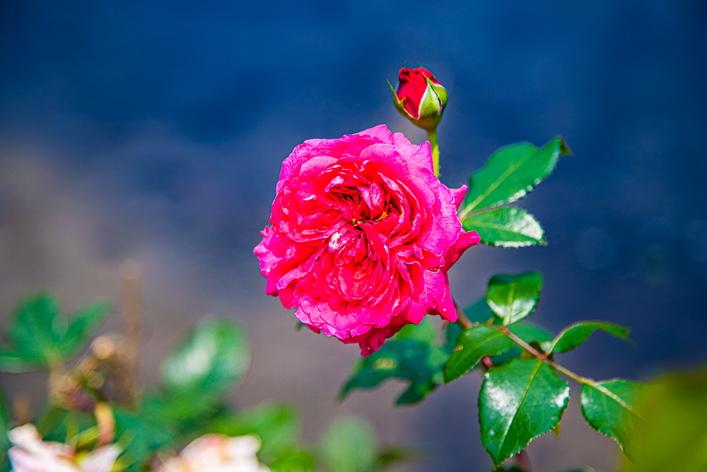 【新北石門】石門嵩山百年梯田鳶尾花開|漫步紫色鳶尾花海,走進梵谷印象派夢幻畫中 @史努比遊樂園 @史努比遊樂園