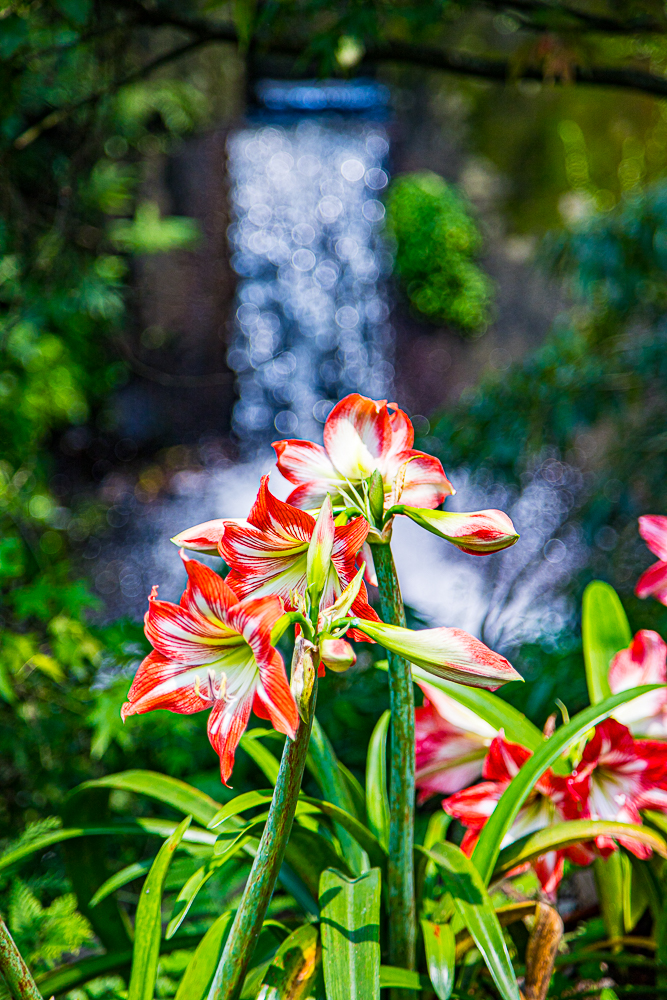 【新北石門】石門嵩山百年梯田鳶尾花開|漫步紫色鳶尾花海,走進梵谷印象派夢幻畫中 @史努比遊樂園 @史努比遊樂園
