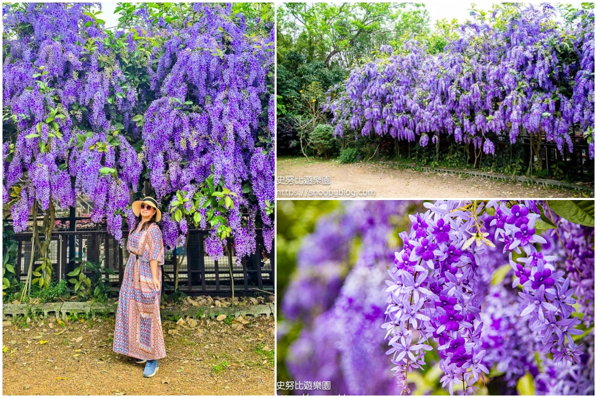 【桃園大溪】大溪北橫遊客中心錫葉藤盛開!超夢幻紫色花瀑傾瀉而下,免門票賞花秘境 @史努比遊樂園 @史努比遊樂園