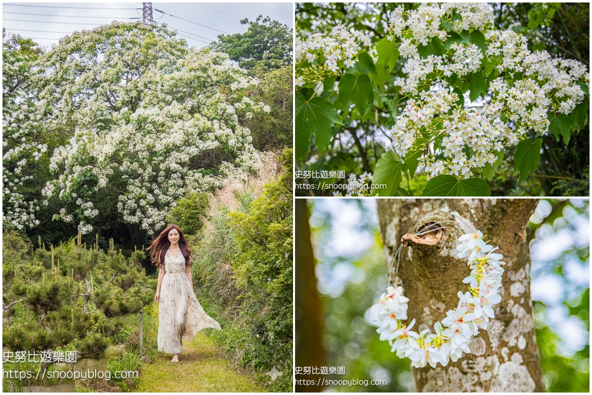 桃園景點,油桐花,賞花景點,龍潭景點