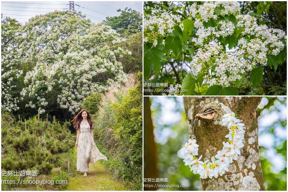 桃園景點,油桐花,賞花景點,龍潭景點 桃園景點,油桐花,賞花景點,龍潭景點