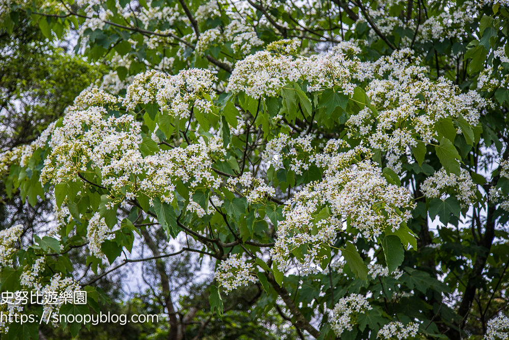 桃園景點,油桐花,賞花景點,龍潭景點