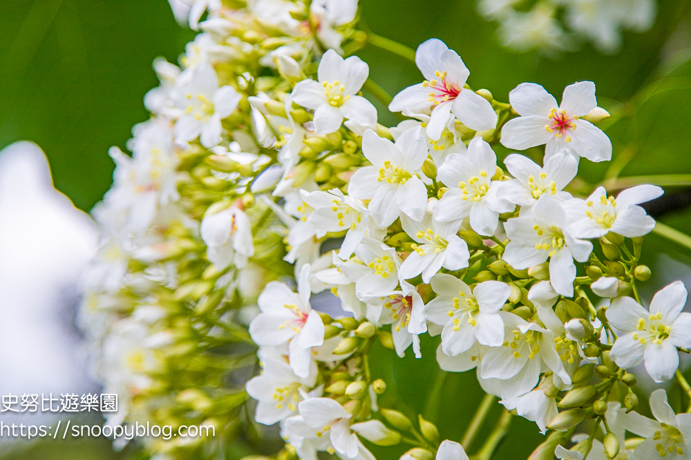 桃園景點,油桐花,賞花景點,龍潭景點
