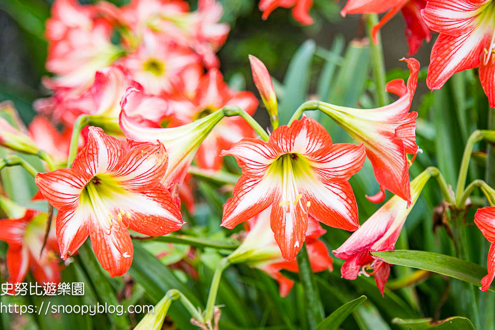 桃園景點,油桐花,賞花景點,龍潭景點