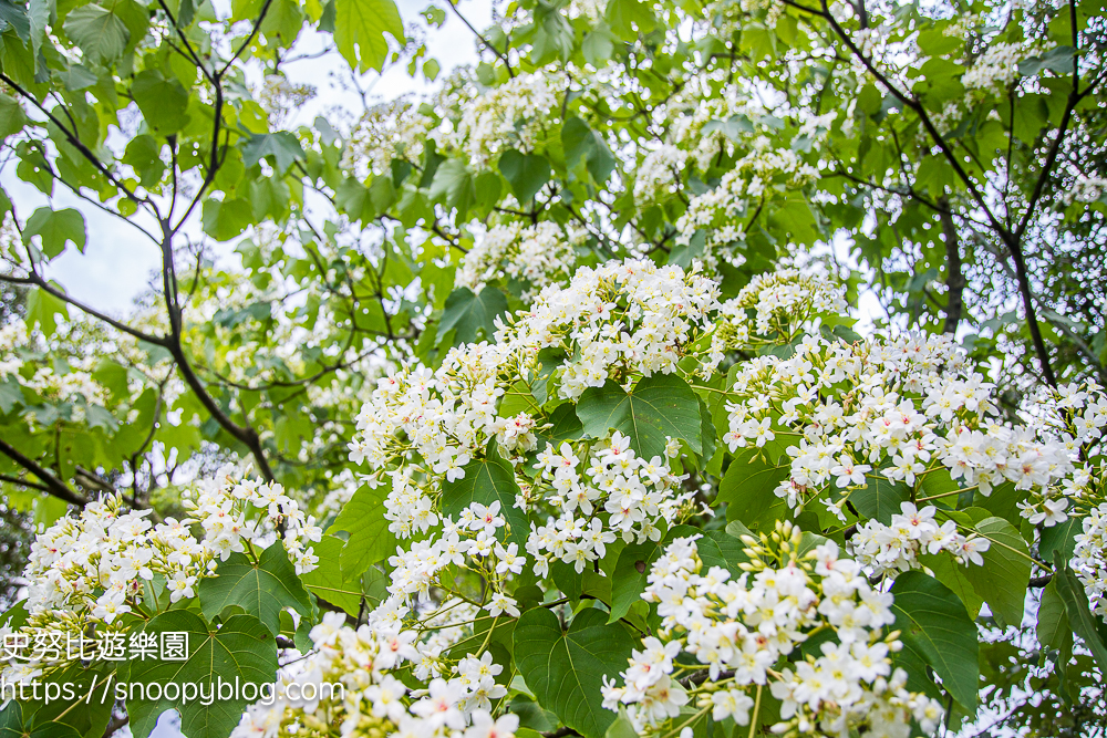 桃園景點,油桐花,賞花景點,龍潭景點