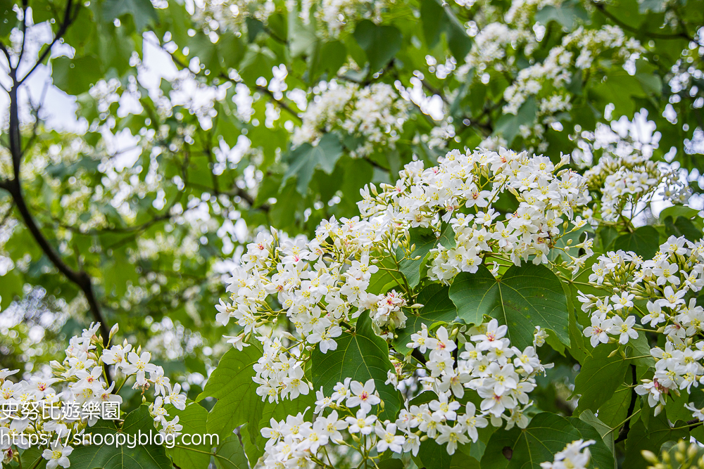 桃園景點,油桐花,賞花景點,龍潭景點