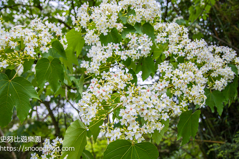 桃園景點,油桐花,賞花景點,龍潭景點