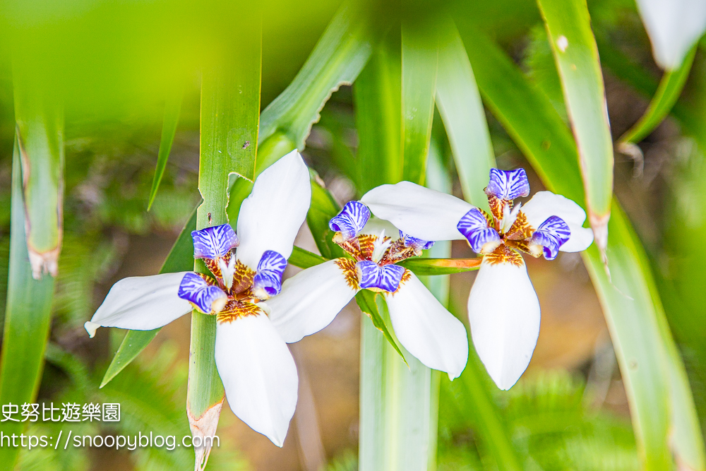 桃園景點,油桐花,賞花景點,龍潭景點