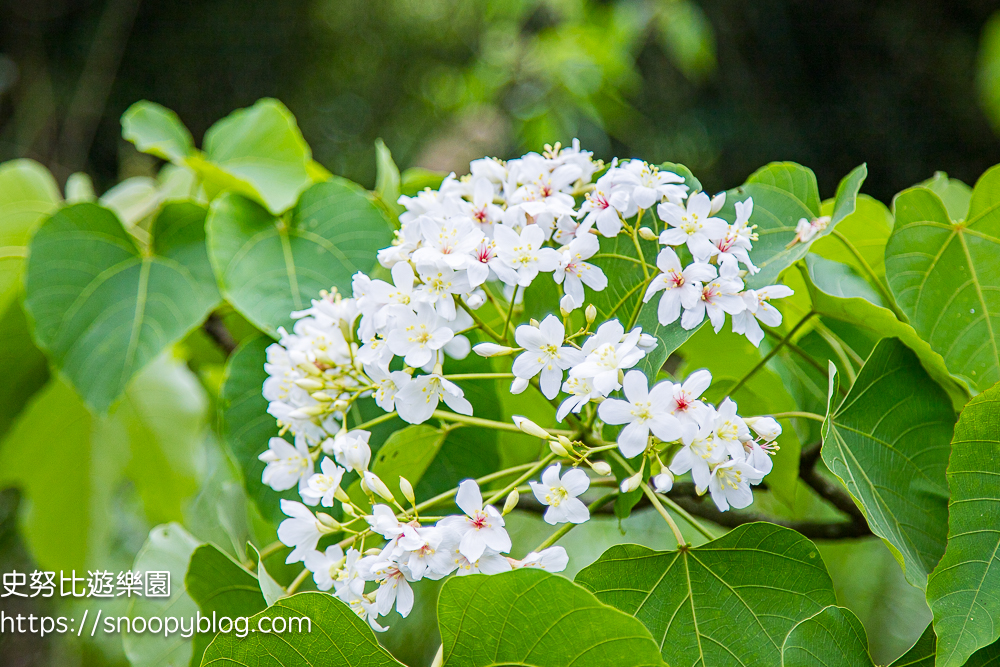 桃園景點,油桐花,賞花景點,龍潭景點