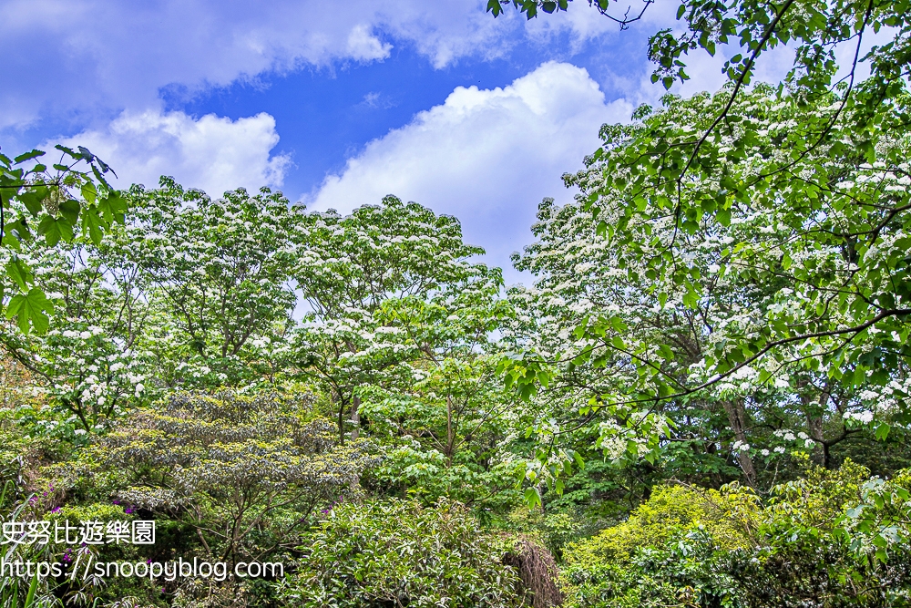 桃園景點,油桐花,賞花景點,龍潭景點