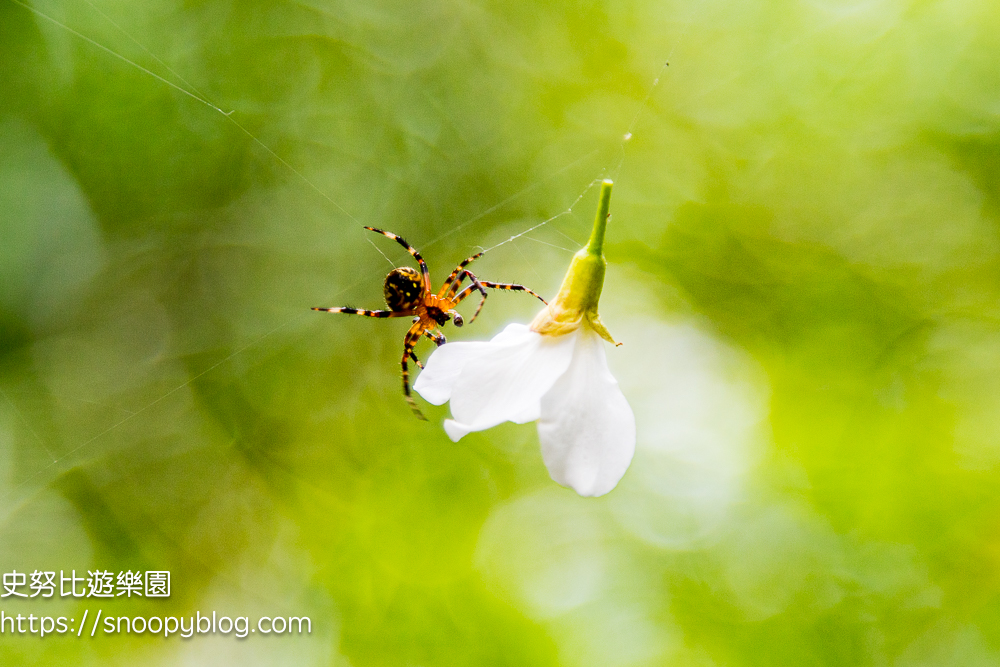 桃園景點,油桐花,賞花景點,龍潭景點