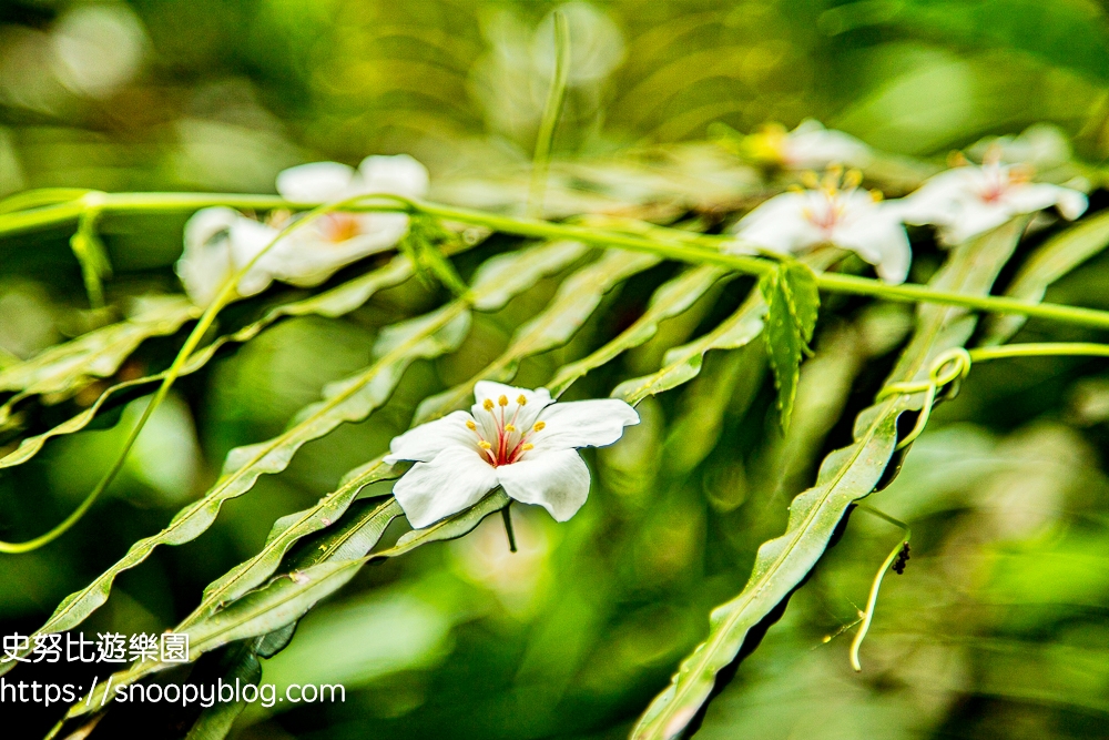 桃園景點,油桐花,賞花景點,龍潭景點