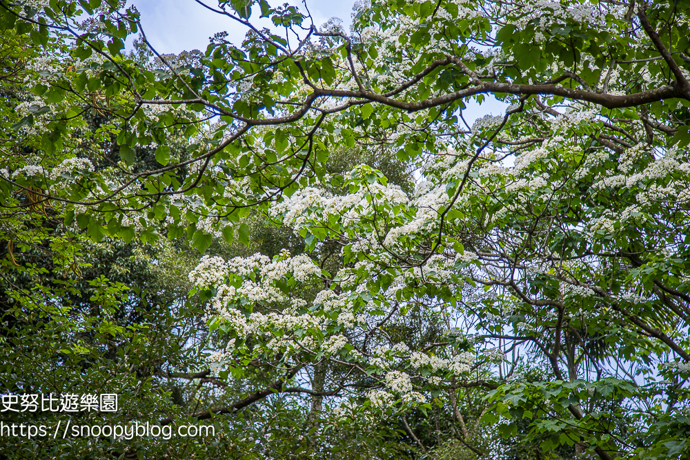 桃園景點,油桐花,賞花景點,龍潭景點