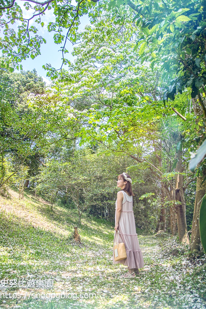 桃園景點,油桐花,賞花景點,龍潭景點