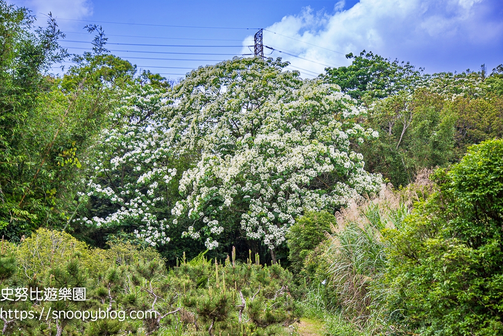 桃園景點,油桐花,賞花景點,龍潭景點