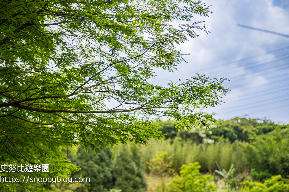桃園景點,油桐花,賞花景點,龍潭景點