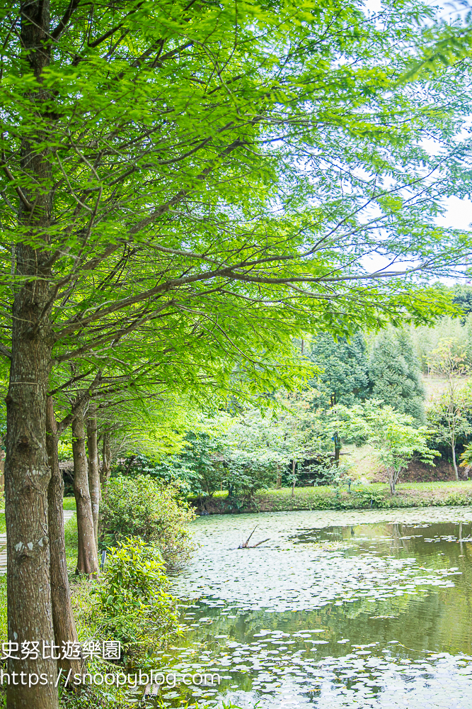 桃園景點,油桐花,賞花景點,龍潭景點