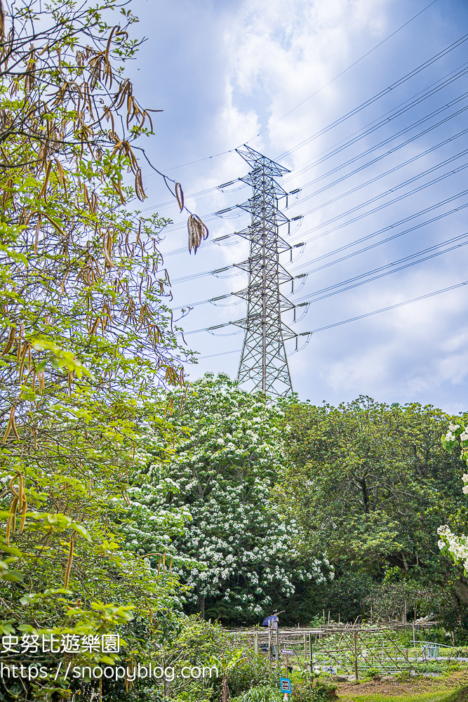桃園景點,油桐花,賞花景點,龍潭景點