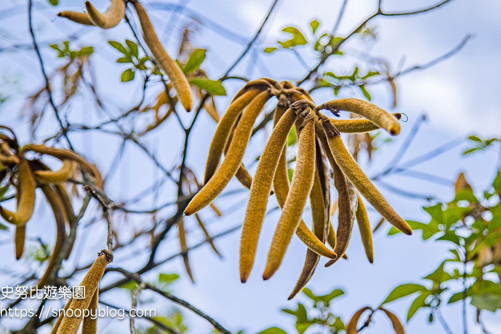 桃園景點,油桐花,賞花景點,龍潭景點