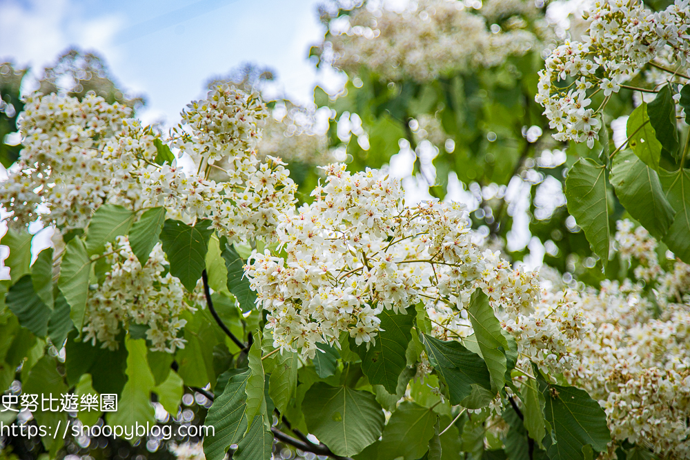 桃園景點,油桐花,賞花景點,龍潭景點