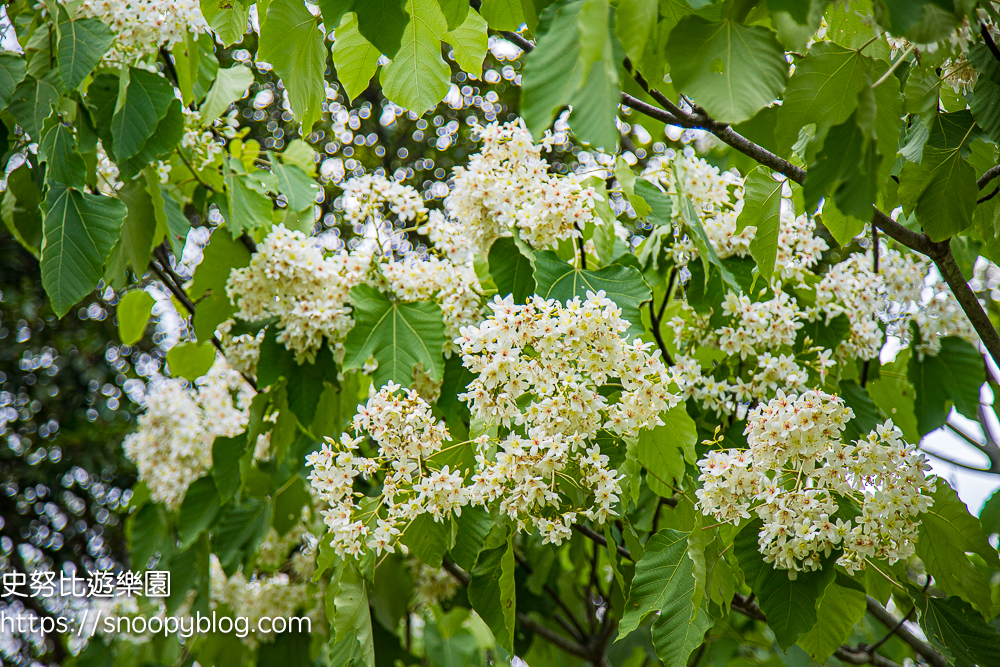 桃園景點,油桐花,賞花景點,龍潭景點