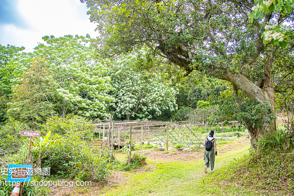 桃園景點,油桐花,賞花景點,龍潭景點