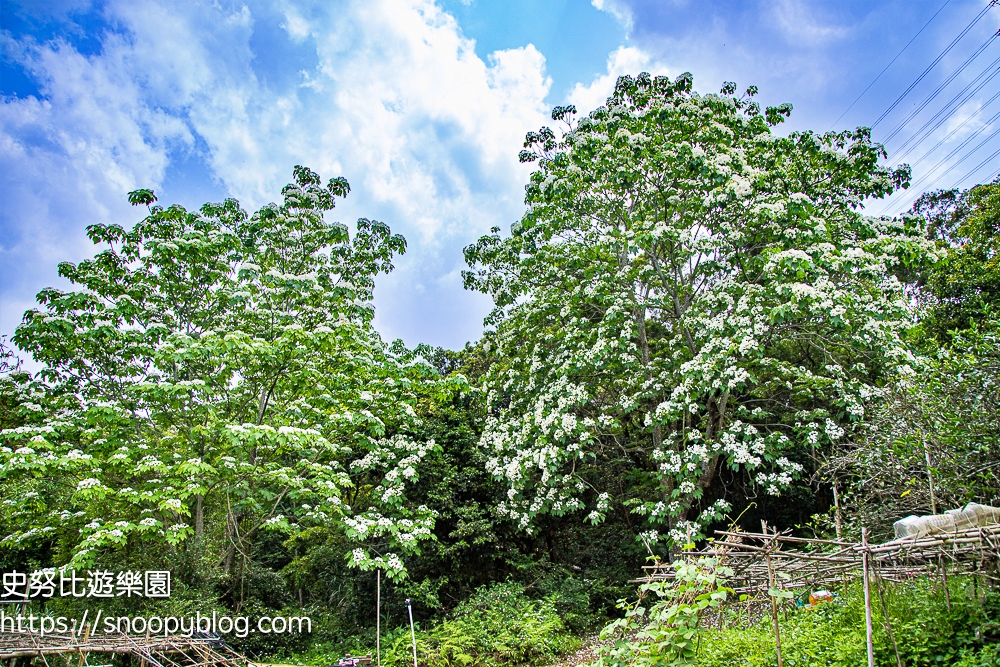 桃園景點,油桐花,賞花景點,龍潭景點