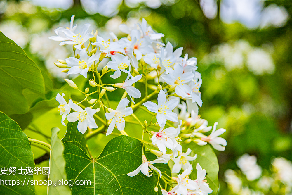 桃園景點,油桐花,賞花景點,龍潭景點