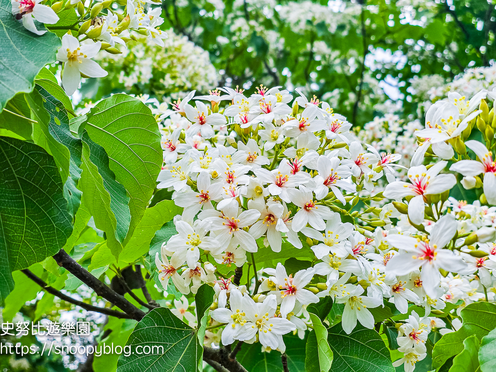 桃園景點,油桐花,賞花景點,龍潭景點