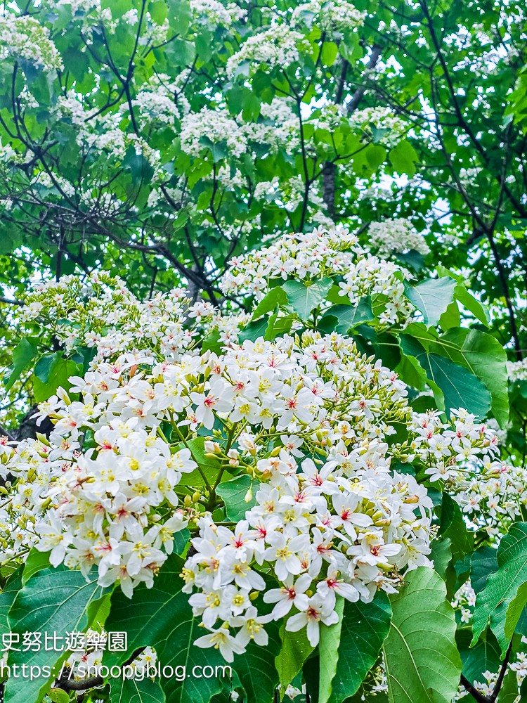 桃園景點,油桐花,賞花景點,龍潭景點