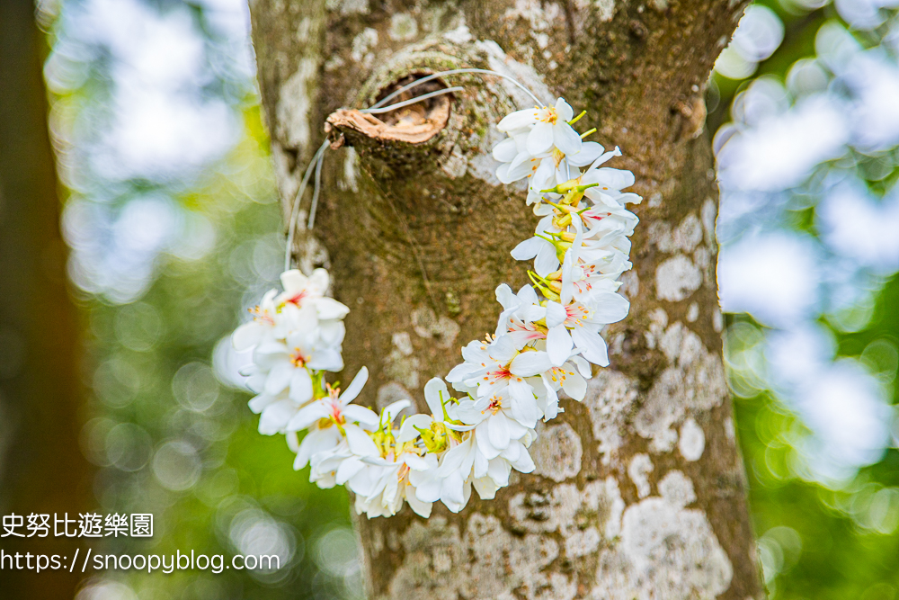 桃園景點,油桐花,賞花景點,龍潭景點
