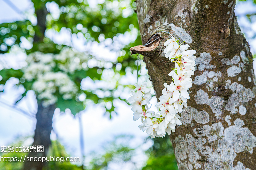 桃園景點,油桐花,賞花景點,龍潭景點